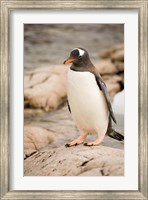 Framed Antarctica. Adult Gentoo penguins on rocky shoreline.