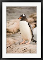 Framed Antarctica. Adult Gentoo penguins on rocky shoreline.