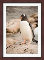 Framed Antarctica. Adult Gentoo penguins on rocky shoreline.