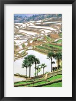 Framed Asia, China, Yunnan Province, Jiayin. Flooded Terraces