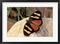 Framed Orange/Yellow Butterfly, Gombe National Park, Tanzania