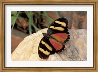 Framed Orange/Yellow Butterfly, Gombe National Park, Tanzania