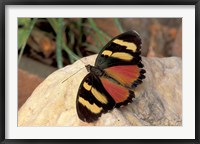 Framed Orange/Yellow Butterfly, Gombe National Park, Tanzania