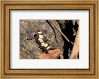 Framed Yellow Butterfly, Gombe National Park, Tanzania