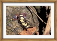 Framed Yellow Butterfly, Gombe National Park, Tanzania