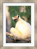 Framed Africa, Madagascar, Daraina. Golden-crowned Sifaka