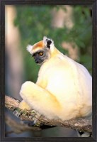 Framed Africa, Madagascar, Daraina. Golden-crowned Sifaka