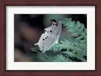 Framed White Butterfly, Gombe National Park, Tanzania