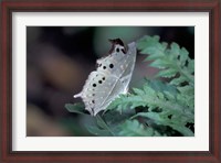 Framed White Butterfly, Gombe National Park, Tanzania