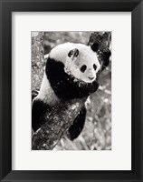 Framed China, Sichuan, Giant Panda Bear, Wolong Reserve