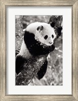 Framed China, Sichuan, Giant Panda Bear, Wolong Reserve