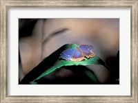 Framed Colorful Butterfly Wings, Gombe National Park, Tanzania