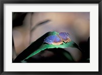Framed Colorful Butterfly Wings, Gombe National Park, Tanzania