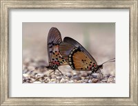 Framed pair of Butterflies, Gombe National Park, Tanzania