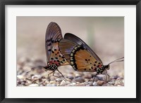 Framed pair of Butterflies, Gombe National Park, Tanzania