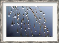 Framed Dewdrops, Huansan, China