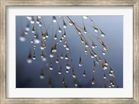 Framed Dewdrops, Huansan, China