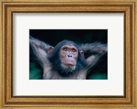 Framed Female Chimpanzee Stretching, Gombe National Park, Tanzania