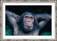 Framed Female Chimpanzee Stretching, Gombe National Park, Tanzania