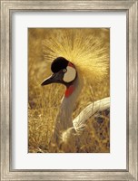 Framed African Crowned Crane, South Africa