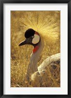 Framed African Crowned Crane, South Africa