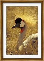 Framed African Crowned Crane, South Africa