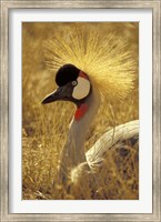 Framed African Crowned Crane, South Africa