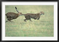 Framed Cheetah Cub Playing on Savanna, Masai Mara Game Reserve, Kenya