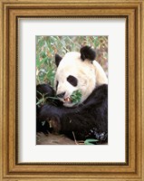 Framed China, Wolong Nature Reserve, Giant panda bear