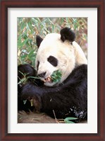Framed China, Wolong Nature Reserve, Giant panda bear