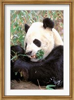 Framed China, Wolong Nature Reserve, Giant panda bear
