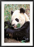 Framed China, Wolong Nature Reserve, Giant panda bear