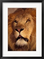 Framed Closeup of a Male Lion, South Africa