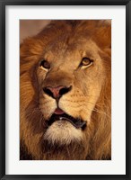 Framed Closeup of a Male Lion, South Africa