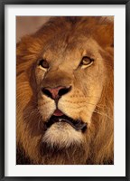 Framed Closeup of a Male Lion, South Africa