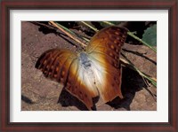 Framed Detail of Butterfly Wings, Gombe National Park, Tanzania