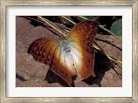Framed Detail of Butterfly Wings, Gombe National Park, Tanzania