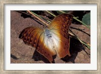 Framed Detail of Butterfly Wings, Gombe National Park, Tanzania