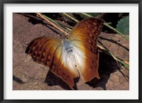 Framed Detail of Butterfly Wings, Gombe National Park, Tanzania