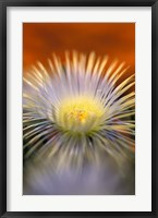 Framed Herra elongara, Namaqualand, South Africa