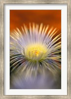 Framed Herra elongara, Namaqualand, South Africa