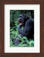 Framed Female Chimpanzee Yawning, Gombe National Park, Tanzania