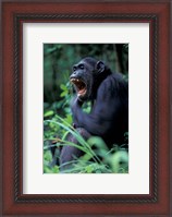 Framed Female Chimpanzee Yawning, Gombe National Park, Tanzania