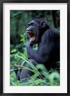 Framed Female Chimpanzee Yawning, Gombe National Park, Tanzania