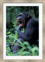 Framed Female Chimpanzee Yawning, Gombe National Park, Tanzania