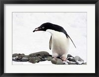 Framed Adelie Penguin (Pygoscelis Adeliae) at Paulet Island, Antarctica