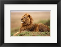 Framed Adult male lion on termite mound