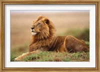 Framed Adult male lion on termite mound
