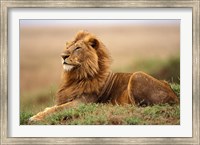 Framed Adult male lion on termite mound