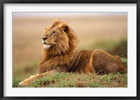 Framed Adult male lion on termite mound